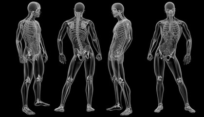 3d rendering skeleton by X-rays
