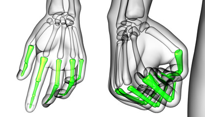 3d rendering medical illustration of the finger bone