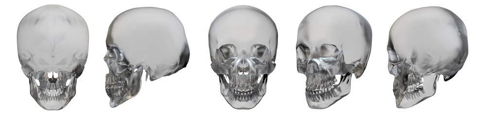 3d rendering illustration of glass skull collection