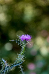 Thistle