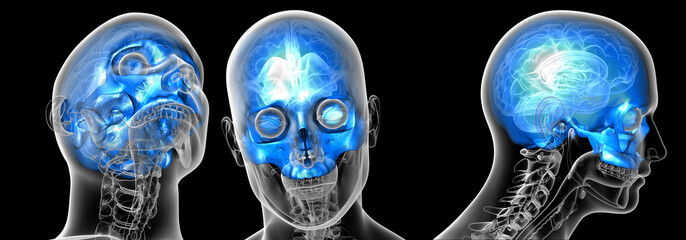 3d rendering medical illustration of the upper skull