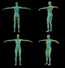 Obraz premium 3d rendering illustration of muscle