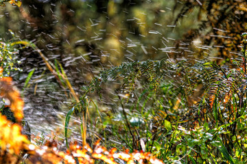 summer view of spray in the grass