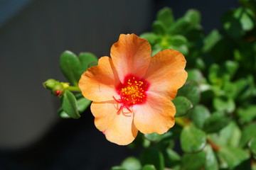 Obraz premium ポーチュラカ サーモン