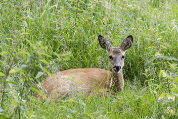 Reh im Gras