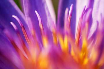 close up texture of beautiful lotus flower