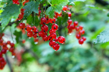 red currant berries after rain