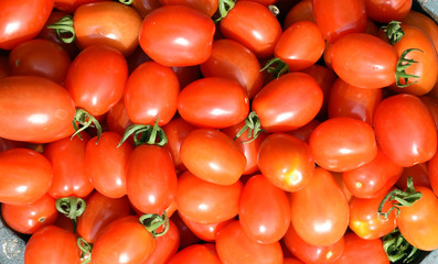 Pflaumen-Buschtomate, Romello, F1, Lycopersicon, esculentum