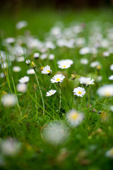 G&auml;nsebl&uuml;mchen