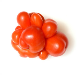 Reisetomate, Tomate, Lycopersicon, esculentum