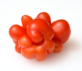 Reisetomate, Tomate, Lycopersicon, esculentum