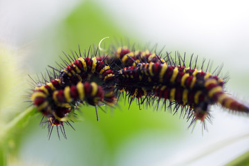 group of colorful butterfly worm with green background.