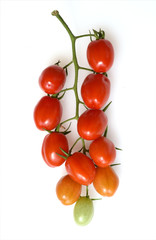 Pflaumen-Buschtomate, Romello, F1, Lycopersicon, esculentum