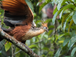 Hoatzin bird, Amazon Rainforest