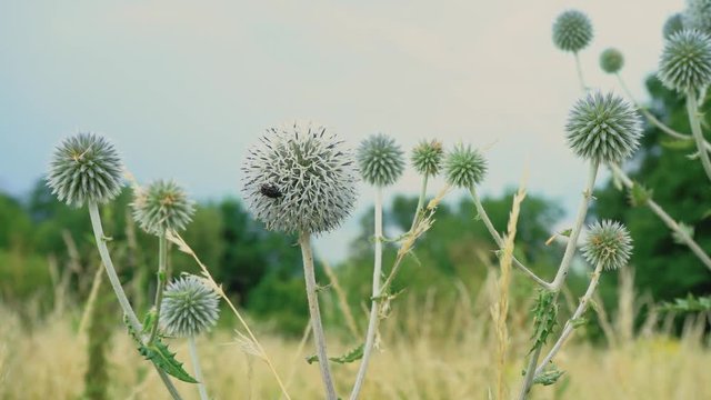Wild prickly plant with a round head. Spiny flower in the field