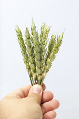 A man holds a spike of cereals in his hand on a white background.