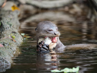 Giant Otter eating a fish in Napo River, Amazon