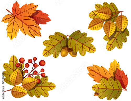 Vector Colorful Illustration Of Autumnal Tree Leaves Template Of