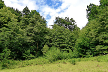 The thickets of green, deciduous trees and bushes, among them a meadow with tall grass