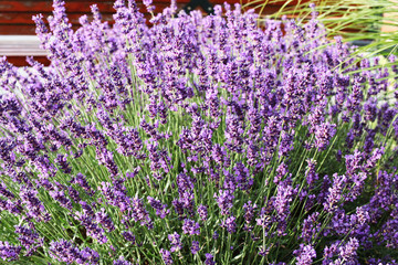 Fototapeta premium Lavender blossoming in summer. 
