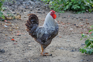 business cock with spurs on his legs and a red comb mowing his eye in the direction of the...