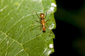 Macro nature of insect ant on green leaves mulberry.