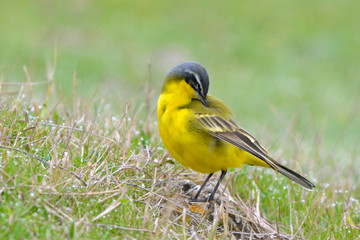 Yellow Wagtail in Springtime