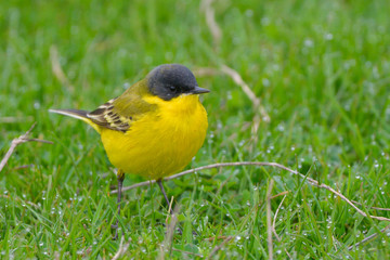 Yellow Wagtail in Springtime