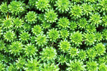 saxifrage background for postcard