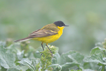 Yellow Wagtail in Springtime