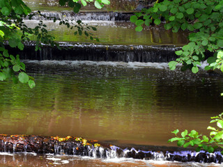 Rapids of a fast mountain river against the background of green adobe trees