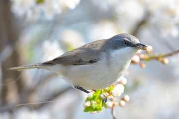 Fototapeta premium Lesser whitethroat on a tree