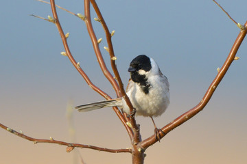 Common Reed Bunting on a tree