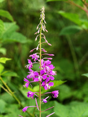 A stalk with lots of lilac flowers. Gentle as a young girl