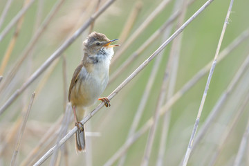 Eurasian reed warbler (Acrocephalus scirpaceus)