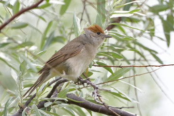Eurasian blackcap (Sylvia atricapilla), female
