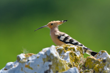 Hoopoe on a rock