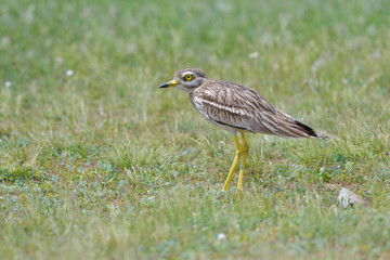 stone curlew on a steppe habitat