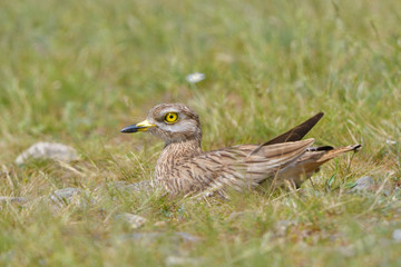 stone curlew on a steppe habitat