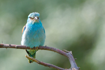 European blue roller on a branch