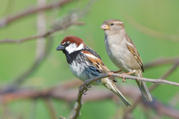Spanish Sparrow pair (Passer hispaniolensis)