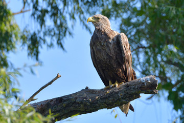 White Tailed Eagle on a branch