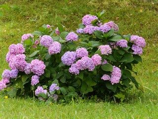Inflorescences of pink and purple flowers on the bush of hydrangea in the middle of the lawn