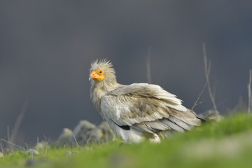 Egyptian Vulture on the ground