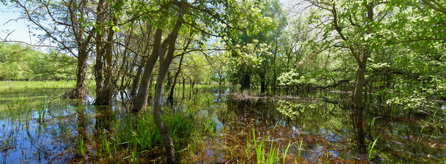 Obraz premium Flooded Letea Forest