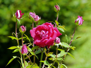 Beautiful lush pink rose but the background of still not budding small buds