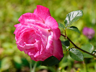 Huge, lush rose flower. A gift to your beloved girl for a holiday or just without a reason, as a symbol of love