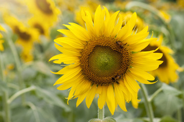 Nature Beautiful of plants flower Sunflower on the tree.