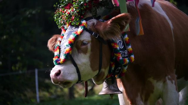 Almabtrieb - Ceremonial bringing down of Cattle from Alpine Pastures in Autumn