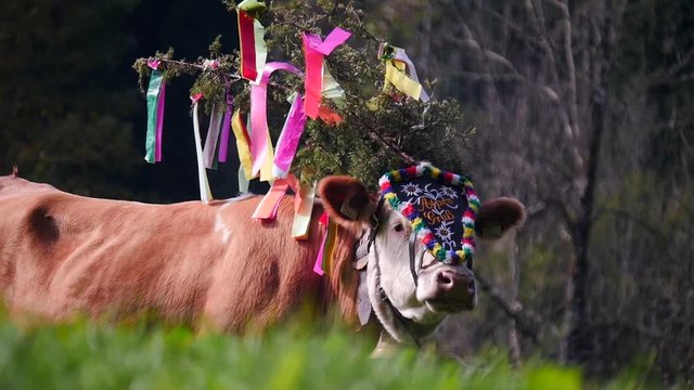 Almabtrieb - Ceremonial bringing down of Cattle from Alpine Pastures in Autumn